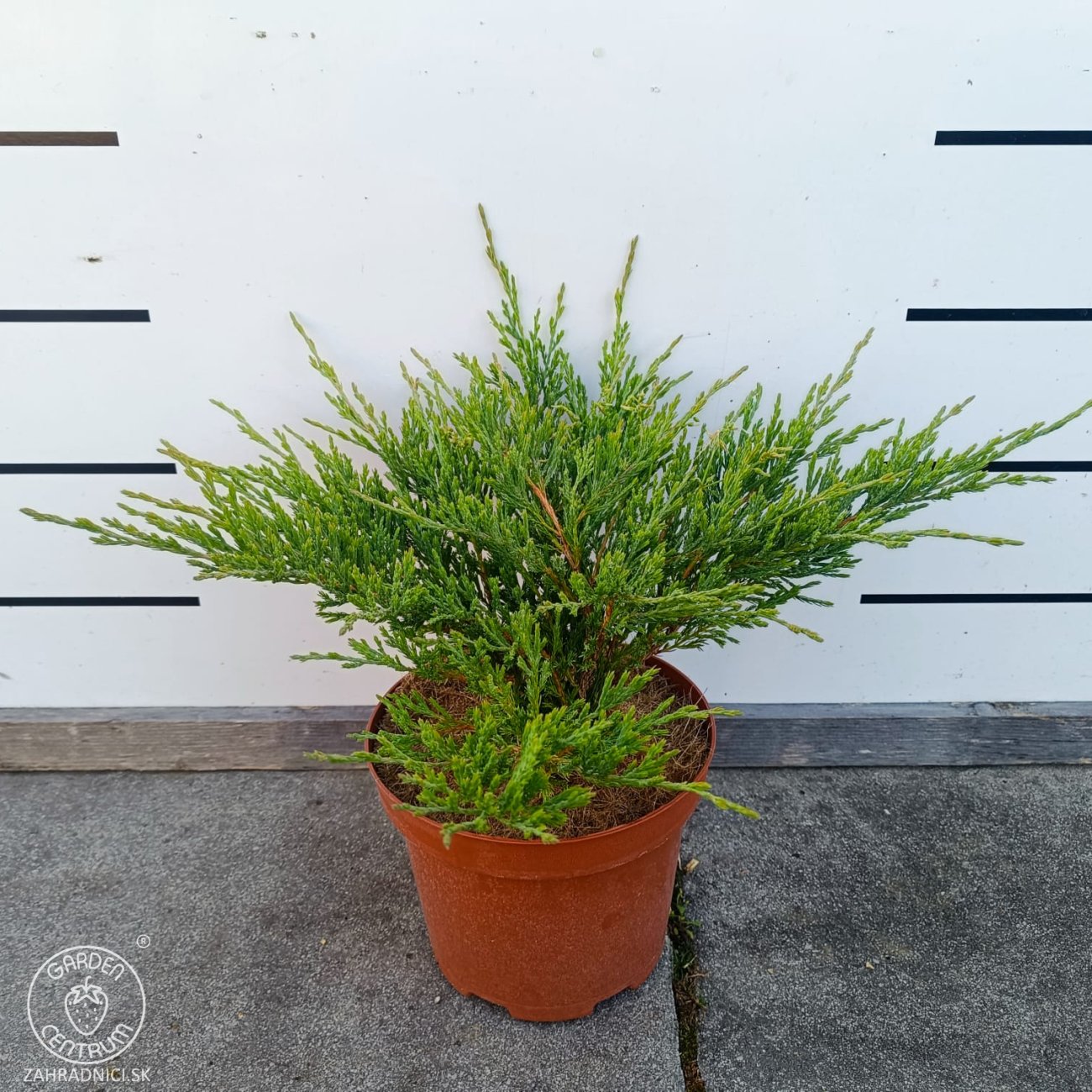 Obrázok Borievka plazivá (Juniperus horizontalis) ‘ANDORRA COMPACT’ – výška 20-30 cm, ⌀ 20-30 cm, kont. C3L
